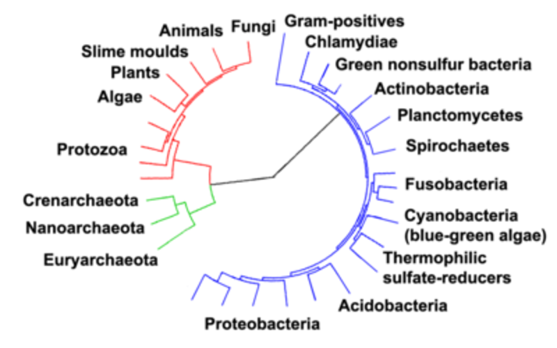 tree molecular