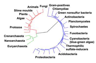 tree of life tree molecular