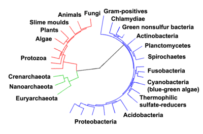 tree molecular