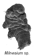 Milnesium Sp. Milnesium