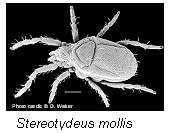 Stereotydeous Sp. Stereotydeous