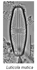 Luticola Mutila Luticola